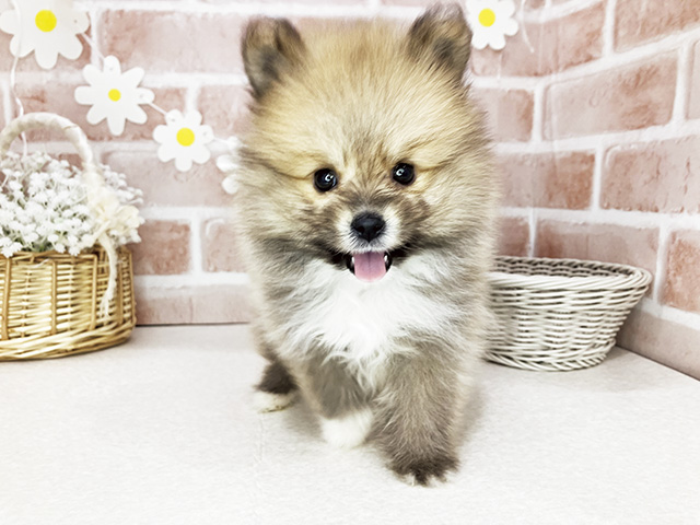 東京都のシェットランドシープドッグミックス (ペッツファーストお台場店/2026年1月21日生まれ/男の子/セーブルホワイト)の子犬の1枚目の画像