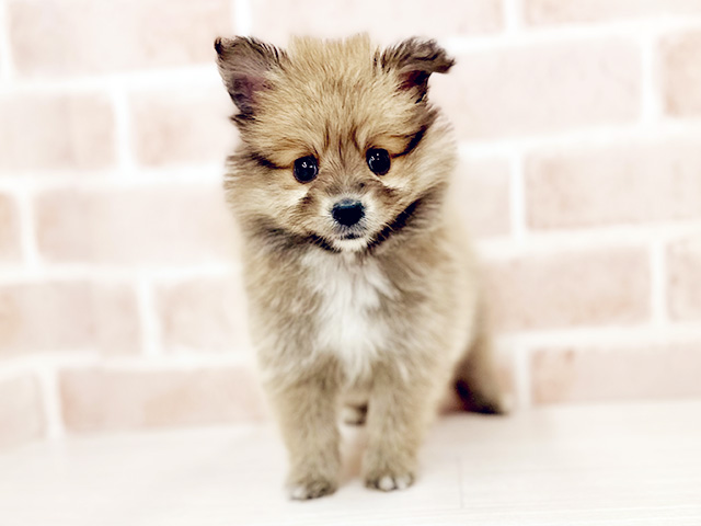 シェットランドシープドッグミックス