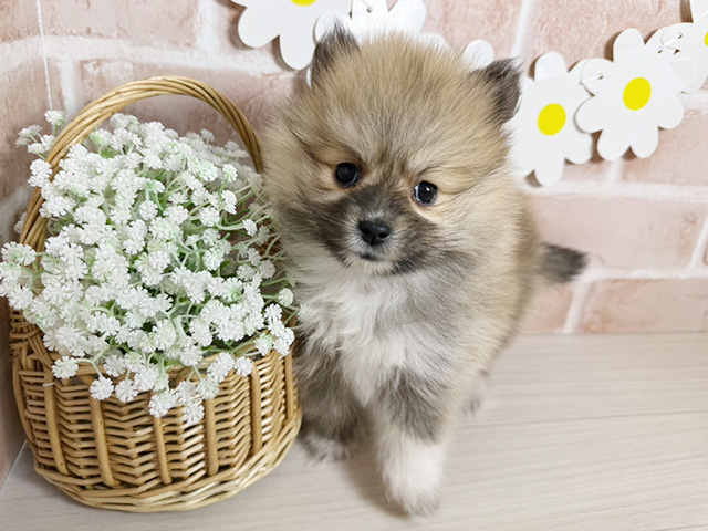 シェットランドシープドッグミックス