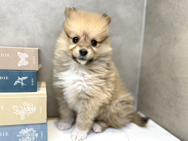 埼玉県のシェットランドシープドッグミックス (ペッツファースト川口店/2026年1月21日生まれ/女の子/セーブルホワイト)の子犬の1枚目の画像