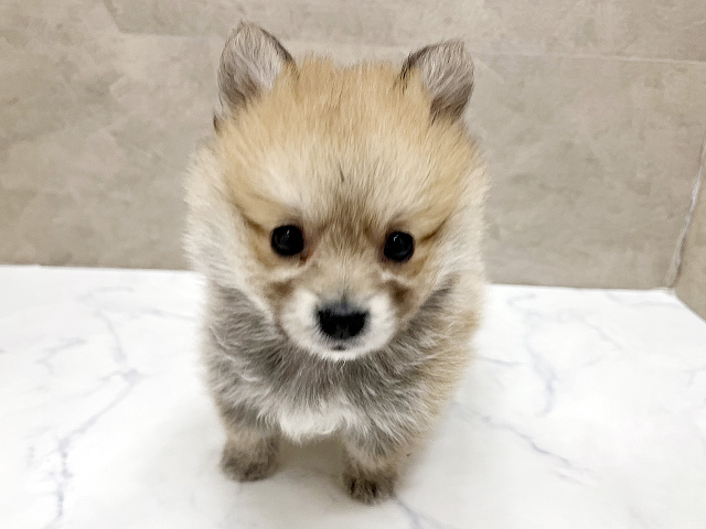 福岡県のポメコーギー(ポメラニアン×コーギー) (ペッツファースト福津店/2026年1月20日生まれ/男の子/セーブルホワイト)の子犬