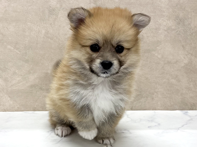 東京都のポメコーギー(ポメラニアン×コーギー) (ペッツファースト八王子多摩美大前店/2026年1月20日生まれ/男の子/セーブルホワイト)の子犬