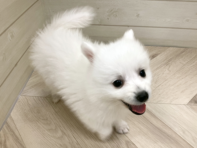 福岡県の日本スピッツ (ペッツファースト大牟田店/2026年1月19日生まれ/女の子/ホワイト)の子犬の1枚目の画像