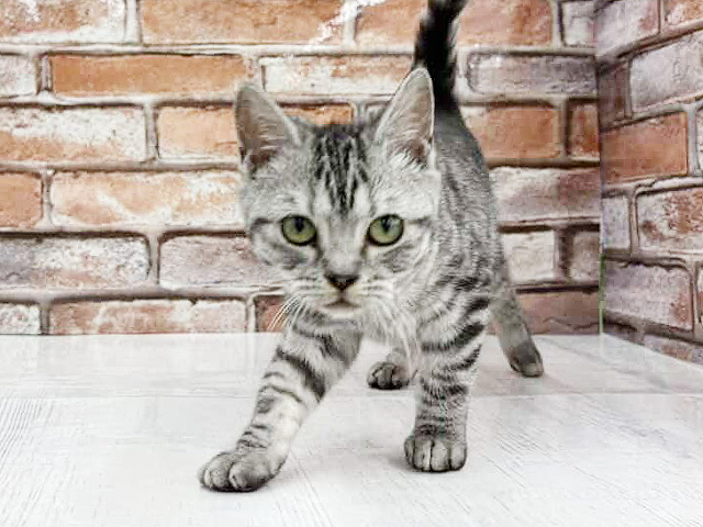 大阪府のマンチカン (ペッツファースト茨木目垣店/2025年9月10日生まれ/男の子/シルバータビー)の子猫の1枚目の画像