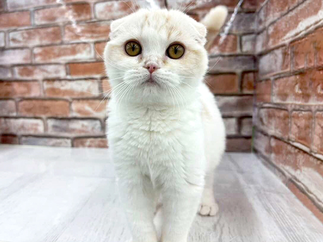 大阪府のスコティッシュフォールド (ペッツファースト茨木目垣店/2025年9月10日生まれ/女の子/クリームクラシックタビーホワイト)の子猫の1枚目の画像