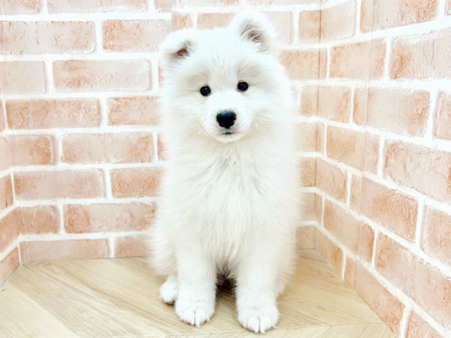 大阪府のサモエド (ペッツファースト寝屋川店/2026年1月16日生まれ/女の子/ホワイト)の子犬の1枚目の画像