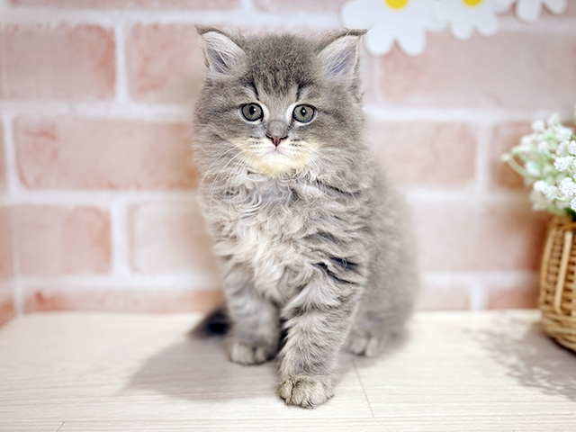 岡山県のサイベリアン (ペッツファースト倉敷店/2026年1月22日生まれ/女の子/ブルータビー)の子猫