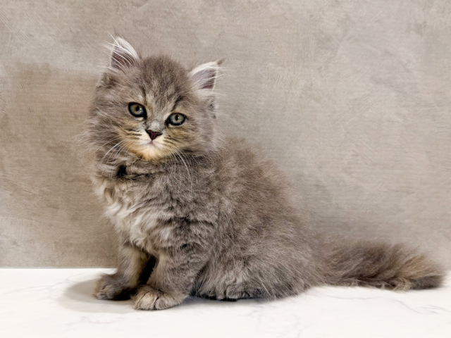 東京都のサイベリアン (ペッツファースト神楽坂店/2026年1月22日生まれ/女の子/ブルーパッチドタビー)の子猫の1枚目の画像