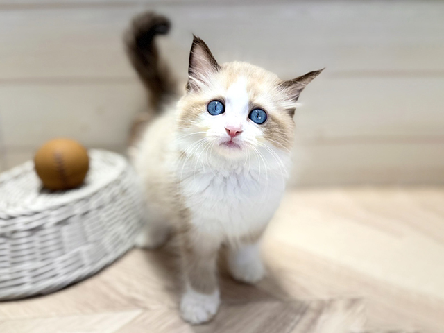 群馬県のラグドール (ペッツファースト高崎店/2026年1月15日生まれ/女の子/シールポイントバイカラー)の子猫の1枚目の画像