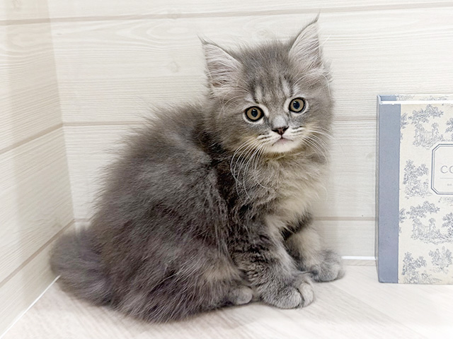 愛知県のサイベリアン (ペッツファースト岡崎店/2026年1月22日生まれ/男の子/ブルータビー)の子猫