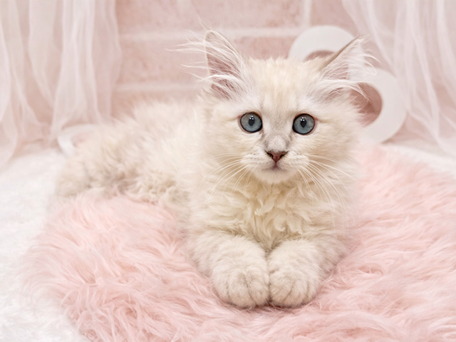 東京都のネヴァマスカレード (ペッツファースト広尾店/2025年12月26日生まれ/男の子/ブルーリンクスポイント)の子猫