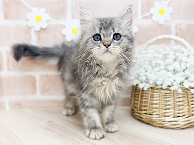 東京都のサイベリアン (ペッツファーストfor cats武蔵小山店/2025年12月30日生まれ/男の子/ブルーシルバータビー)の子猫