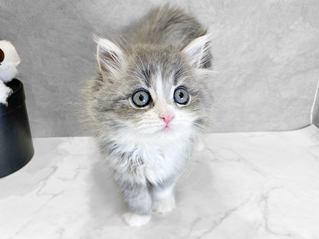 愛知県のサイベリアン (ペッツファースト名古屋栄店/2026年1月22日生まれ/男の子/ブルータビーホワイト)の子猫
