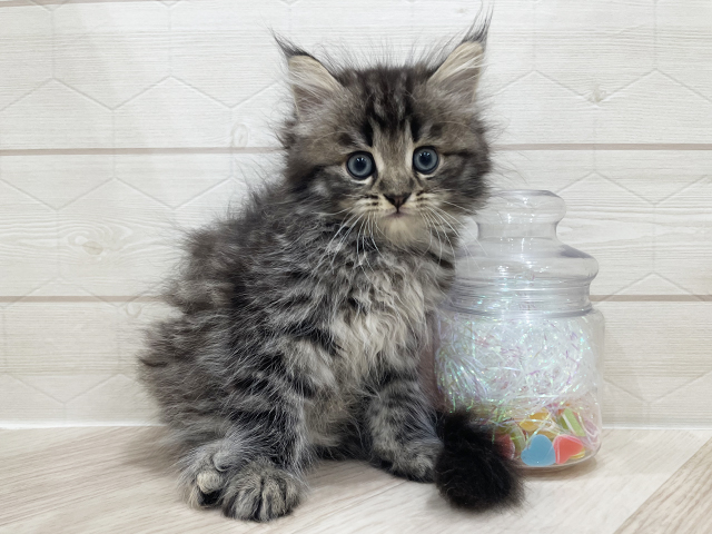 東京都のサイベリアン (ペッツファースト吉祥寺サンロード店/2026年1月22日生まれ/男の子/ブラウンタビー)の子猫の1枚目の画像