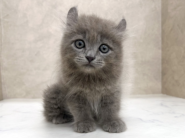 埼玉県のアメリカンカール (ペッツファースト岩槻店/2026年1月22日生まれ/男の子/ブルー)の子猫の1枚目の画像