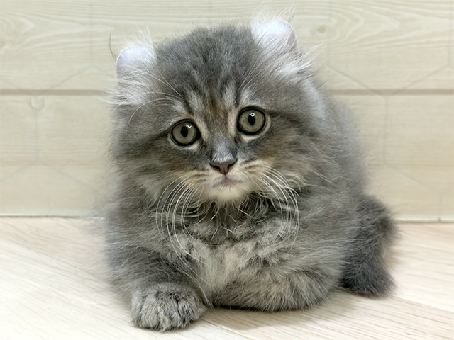 埼玉県のアメリカンカール (ペッツファーストレイクタウン店/2026年1月21日生まれ/女の子/ブルータビー)の子猫の1枚目の画像