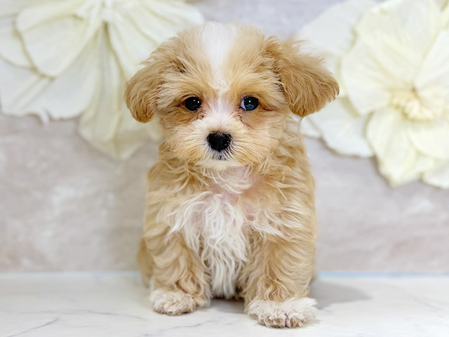 東京都のマルプー(マルチーズ×プードル) (ペッツファースト下北沢店/2026年1月19日生まれ/男の子/アプリコット)の子犬