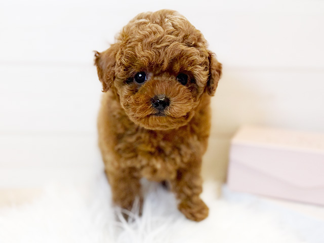 東京都のトイプードル(タイニー) (ペッツファースト麻布十番店/2026年1月20日生まれ/男の子/レッド)の子犬の1枚目の画像