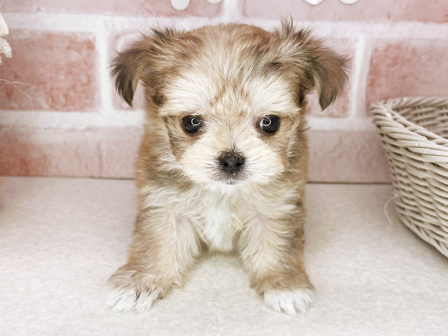 東京都のチワマル/マルチワ(チワワ×マルチーズ) (ペッツファーストお台場店/2026年1月22日生まれ/女の子/レッドクリーム)の子犬の1枚目の画像