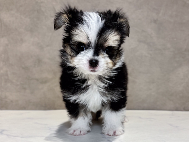 東京都のチワマル/マルチワ(チワワ×マルチーズ) (ペッツファースト神楽坂店/2026年1月22日生まれ/男の子/ブラッククリームホワイト)の子犬の1枚目の画像