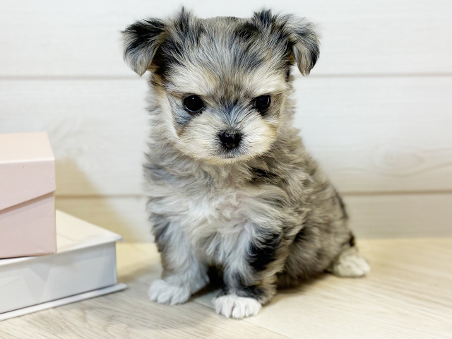 東京都のチワマル/マルチワ(チワワ×マルチーズ) (ペッツファースト麻布十番店/2026年1月22日生まれ/女の子/ブルーマール)の子犬の1枚目の画像