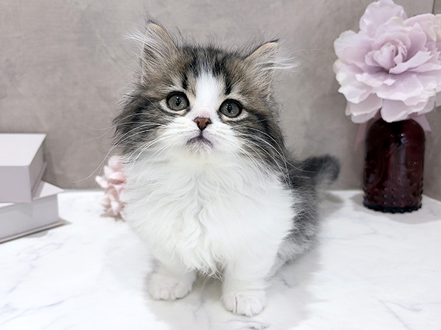 東京都のマンチカン (ペッツファースト新宿店/2026年1月20日生まれ/男の子/ブラウンタビーホワイト)の子猫