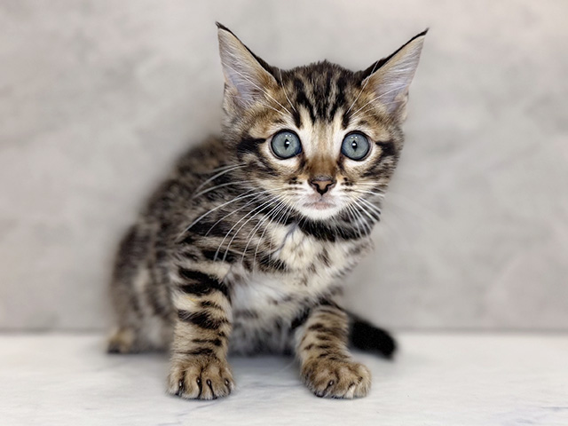 埼玉県のベンガル (ペッツファーストPETEMOレイクタウンmori店/2026年1月12日生まれ/男の子/ブラウンスポットタビー)の子猫