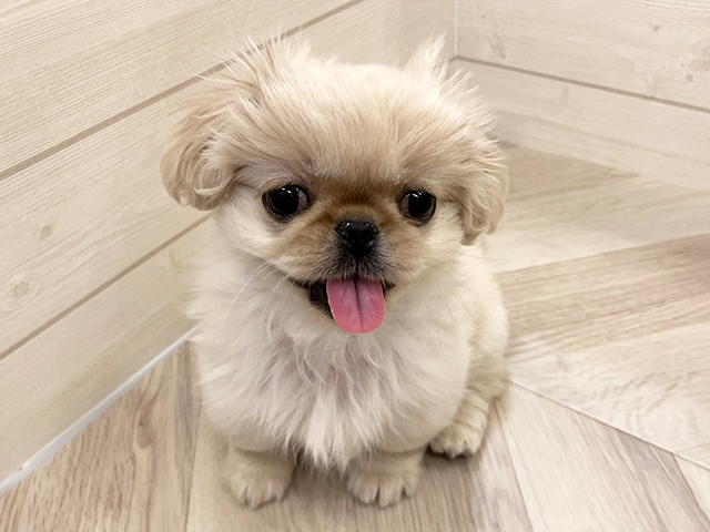 福岡県のペキニーズ (ペッツファースト大牟田店/2026年1月1日生まれ/女の子/ホワイト)の子犬の1枚目の画像
