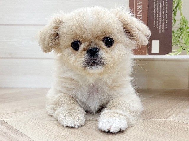 千葉県のペキニーズ (ペッツファースト市川コルトンプラザ店/2026年1月1日生まれ/女の子/ホワイト)の子犬