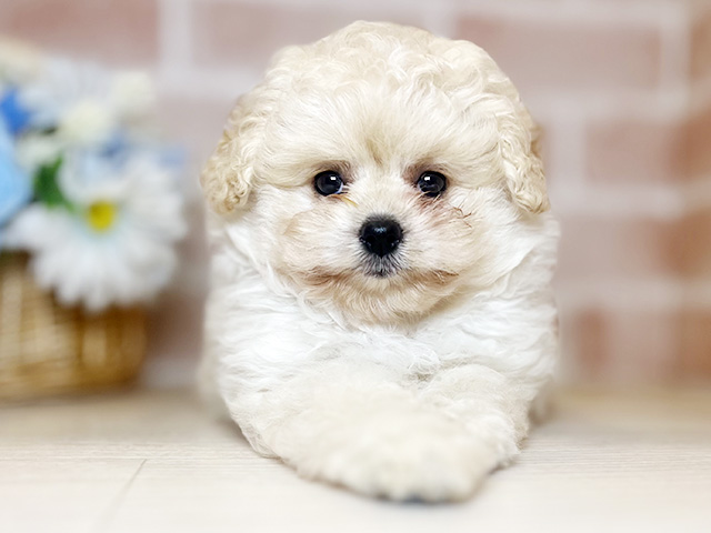 千葉県のマルプー(マルチーズ×プードル) (ペッツファースト千葉ニュータウン店/2026年1月8日生まれ/女の子/クリーム)の子犬