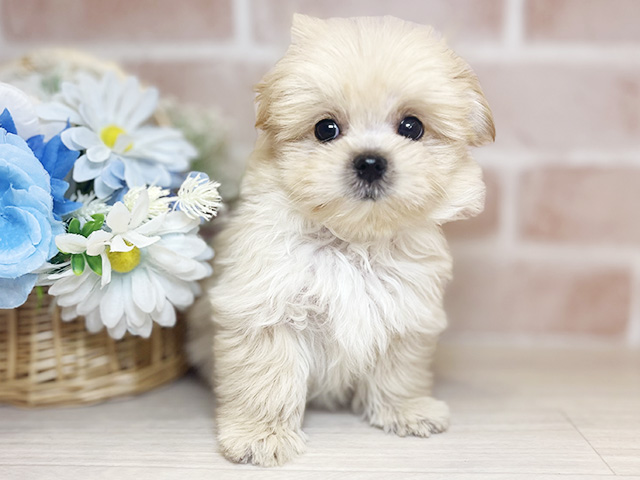 千葉県のポメプー(ポメラニアン×プードル) (ペッツファースト千葉ニュータウン店/2026年1月22日生まれ/女の子/クリーム)の子犬