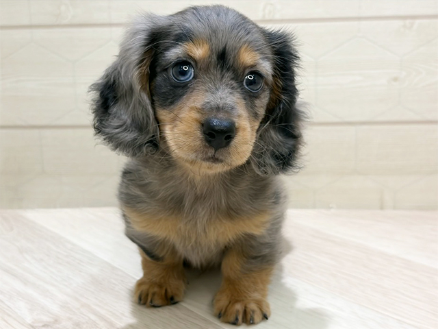 埼玉県のミニチュアダックスフンド(ロング) (ペッツファーストレイクタウン店/2026年1月22日生まれ/男の子/シルバーダップル)の子犬の1枚目の画像