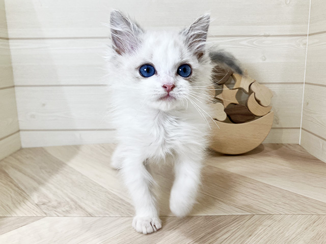鳥取県のラグドール (ペッツファースト日吉津店/2026年1月13日生まれ/男の子/ブルーポイントバイカラー)の子猫の1枚目の画像