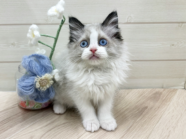 大阪府のラグドール (ペッツファーストららぽーと門真店/2026年1月21日生まれ/男の子/シールポイントバイカラー)の子猫