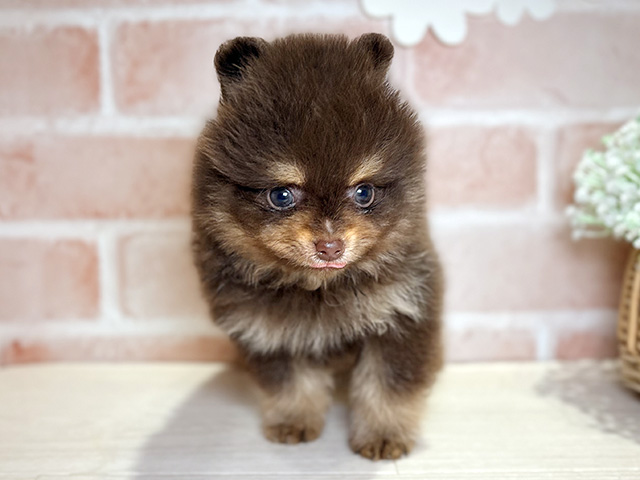 岡山県のポメラニアン (ペッツファースト倉敷店/2026年1月21日生まれ/男の子/チョコレートタン)の子犬の1枚目の画像
