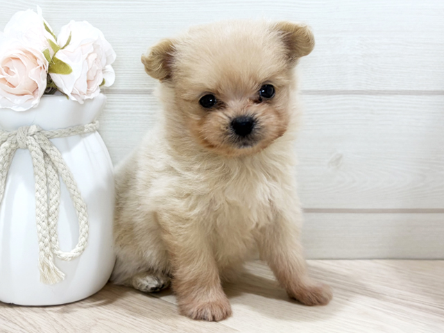 東京都のポメプー(ポメラニアン×プードル) (ペッツファースト吉祥寺本店/2026年1月19日生まれ/女の子/アプリコット)の子犬の1枚目の画像
