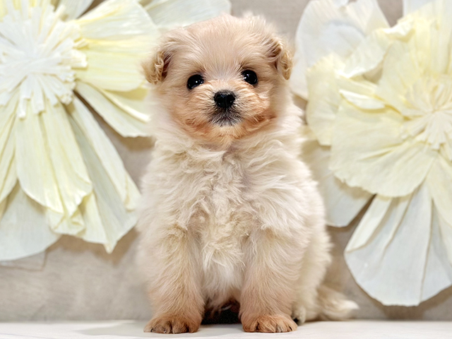 東京都のポメプー(ポメラニアン×プードル) (ペッツファースト下北沢店/2026年1月19日生まれ/男の子/アプリコット)の子犬
