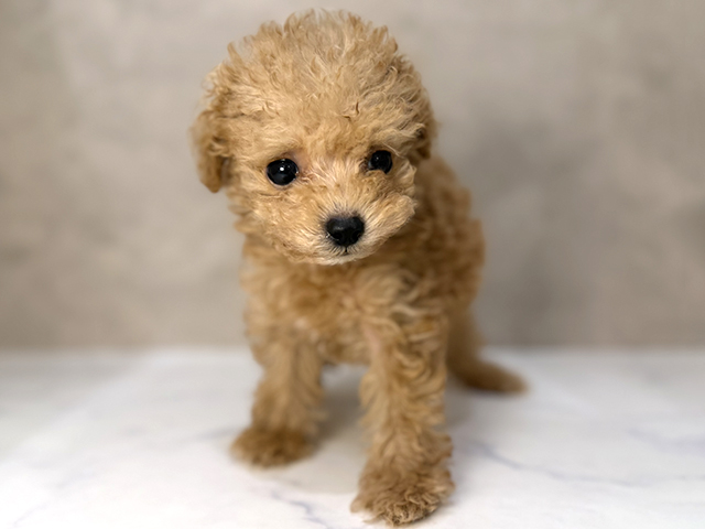 トイプードル