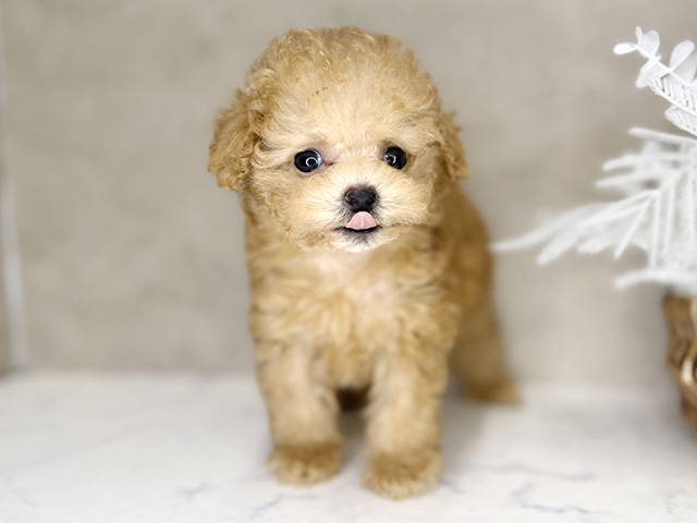 トイプードル