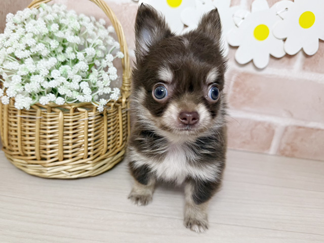 静岡県のチワワ(ロング) (ペッツファースト富士南店/2026年1月22日生まれ/男の子/チョコレートタンホワイト)の子犬