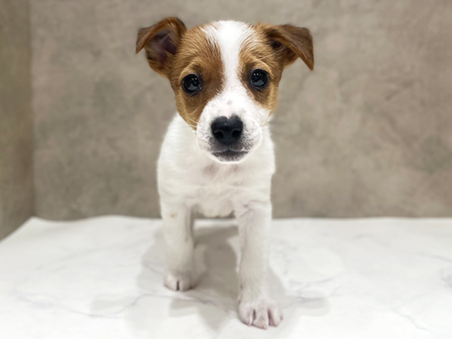 千葉県のジャックラッセルテリア (ペッツファーストららぽーとTOKYO-BAY店/2026年1月22日生まれ/男の子/タンホワイト)の子犬の1枚目の画像