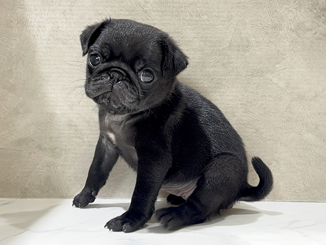 秋田県のパグ (ペッツファースト秋田店/2026年1月22日生まれ/女の子/ブラック)の子犬の1枚目の画像