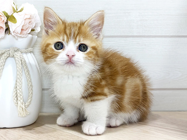 東京都のマンチカン (ペッツファースト吉祥寺本店/2026年1月20日生まれ/男の子/レッドタビーホワイト)の子猫