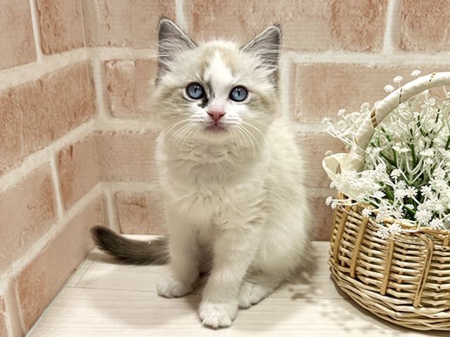 東京都のラグドール (ペッツファースト町田店/2026年1月20日生まれ/女の子/シールポイントバイカラー)の子猫