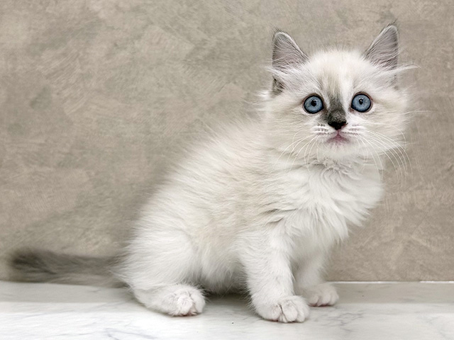 埼玉県のラグドール (ペッツファースト岩槻店/2026年1月20日生まれ/女の子/ブルーポイント)の子猫