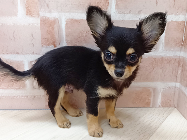 愛知県のチワワ(ロング) (ペッツファースト名古屋南店/2026年1月20日生まれ/男の子/ブラックタン)の子犬の1枚目の画像