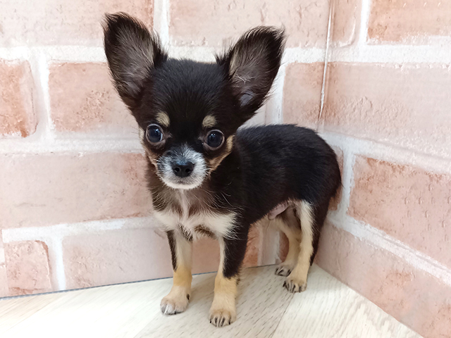 愛知県のチワワ(ロング) (ペッツファースト名古屋南店/2026年1月20日生まれ/男の子/ブラックタンホワイト)の子犬の1枚目の画像