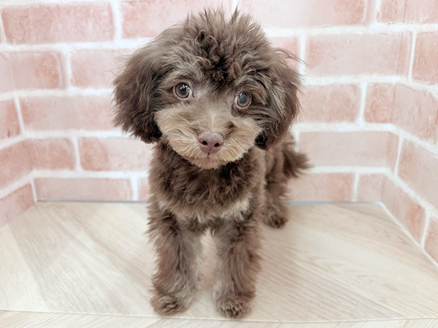 大阪府のチワプー/プーチー(チワワ×プードル) (ペッツファースト寝屋川店/2025年10月23日生まれ/男の子/チョコレートタン)の子犬の1枚目の画像