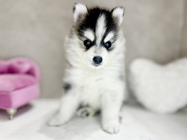 大阪府のハーフ犬・ミックス犬 (ペッツファースト茶屋町店/2026年1月19日生まれ/男の子/ブラックホワイト)の子犬の1枚目の画像