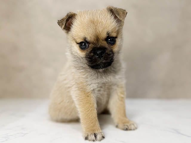 東京都のハーフ犬・ミックス犬 (ペッツファーストららぽーと立川立飛店/2026年1月23日生まれ/女の子/オレンジ)の子犬の1枚目の画像